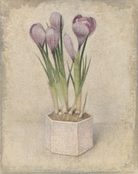 Crocus