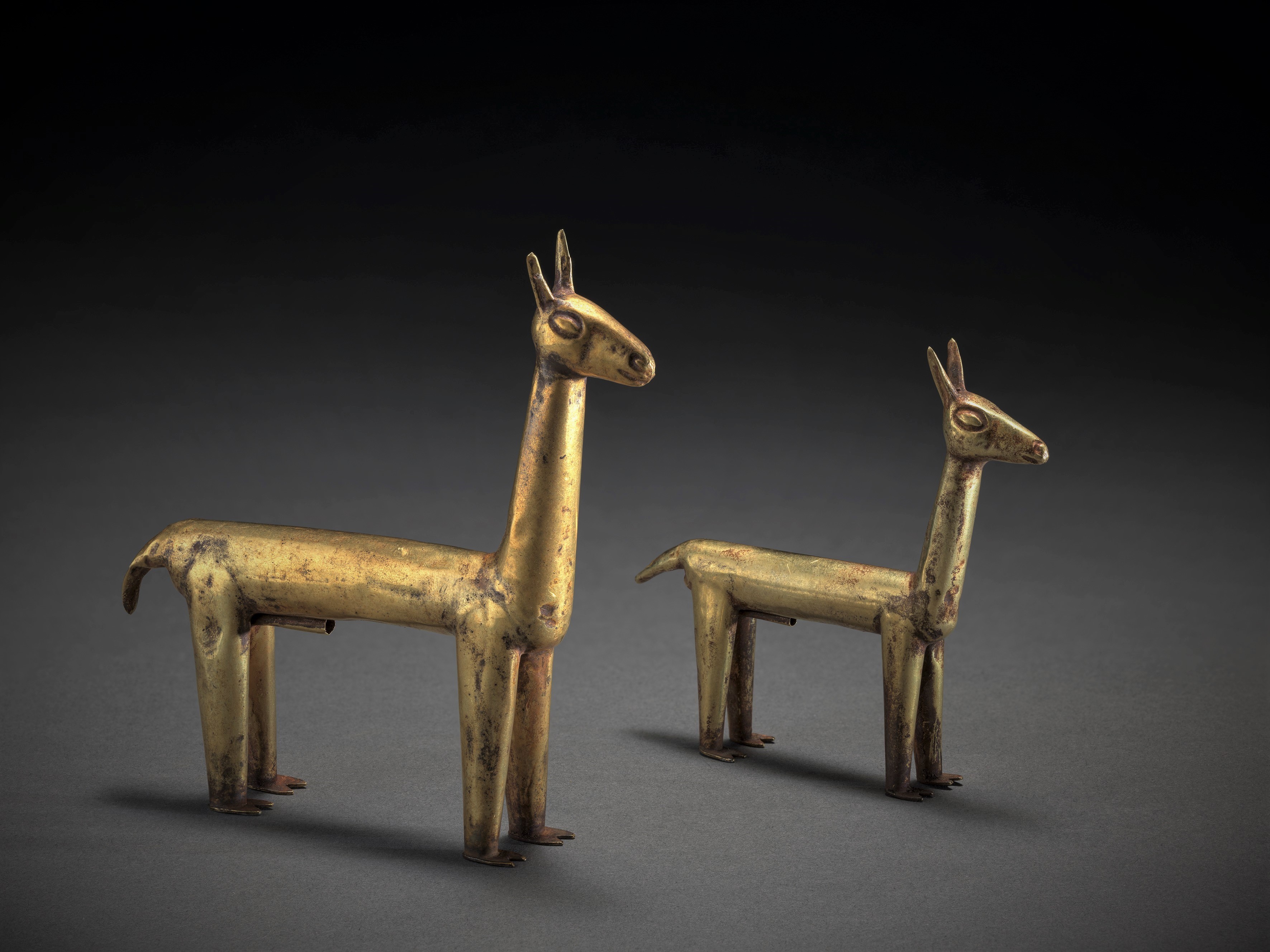 Two llamas
